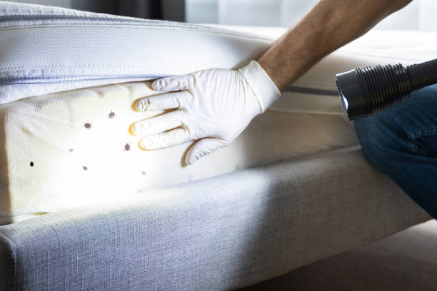 Best Best Pest Control Companies  in Whiteriver, AZ