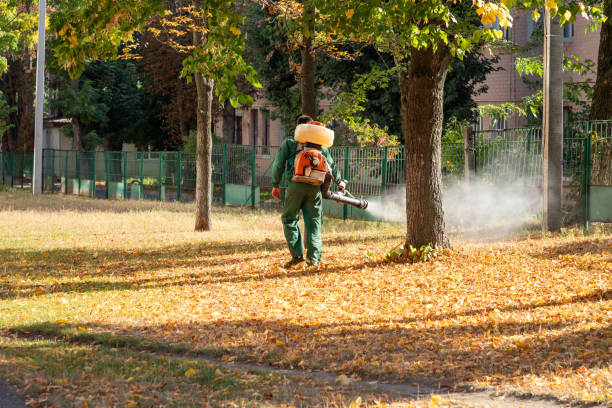 Best Local Pest Control Services  in Whiteriver, AZ