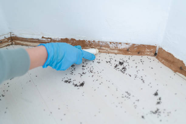 Best Flea Control Services  in Whiteriver, AZ